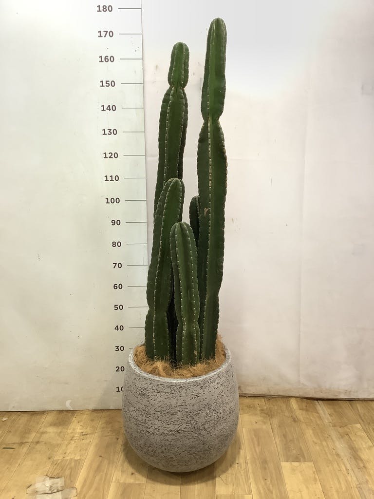 観葉植物 柱サボテン 10号 セドナロング 墨 付き | 観葉植物なら