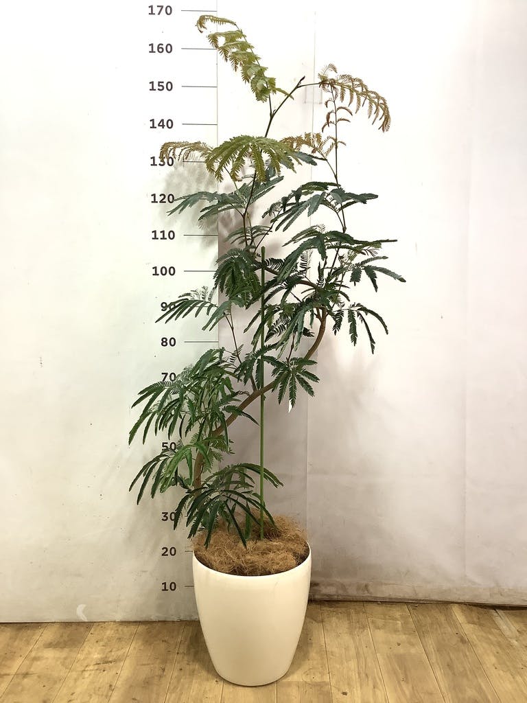 観葉植物 エバーフレッシュ 8号 曲り ラスターポット 付き | 観葉植物