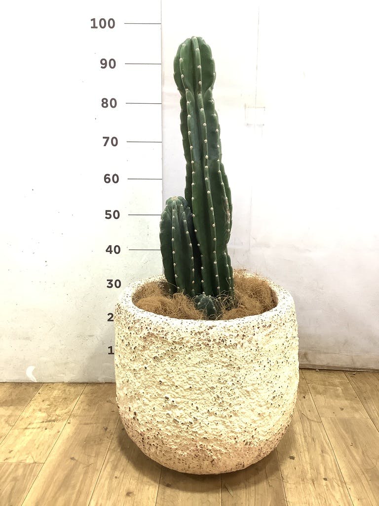 観葉植物 柱サボテン 8号 アートストーン ラウンド TERRA 付き | 観葉