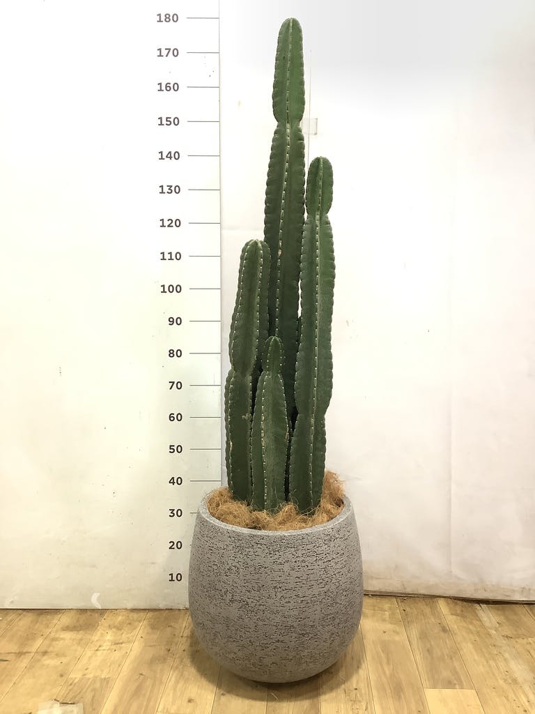 柱サボテン 1点もの（現品・現物） | 観葉植物通販HitoHana(ひとはな)