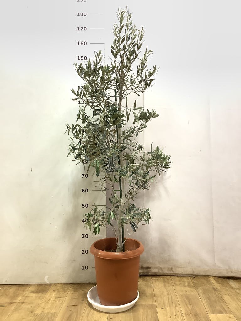 観葉植物 オリーブ 10号 チプレッシーノ プラスチック鉢 | 観葉植物