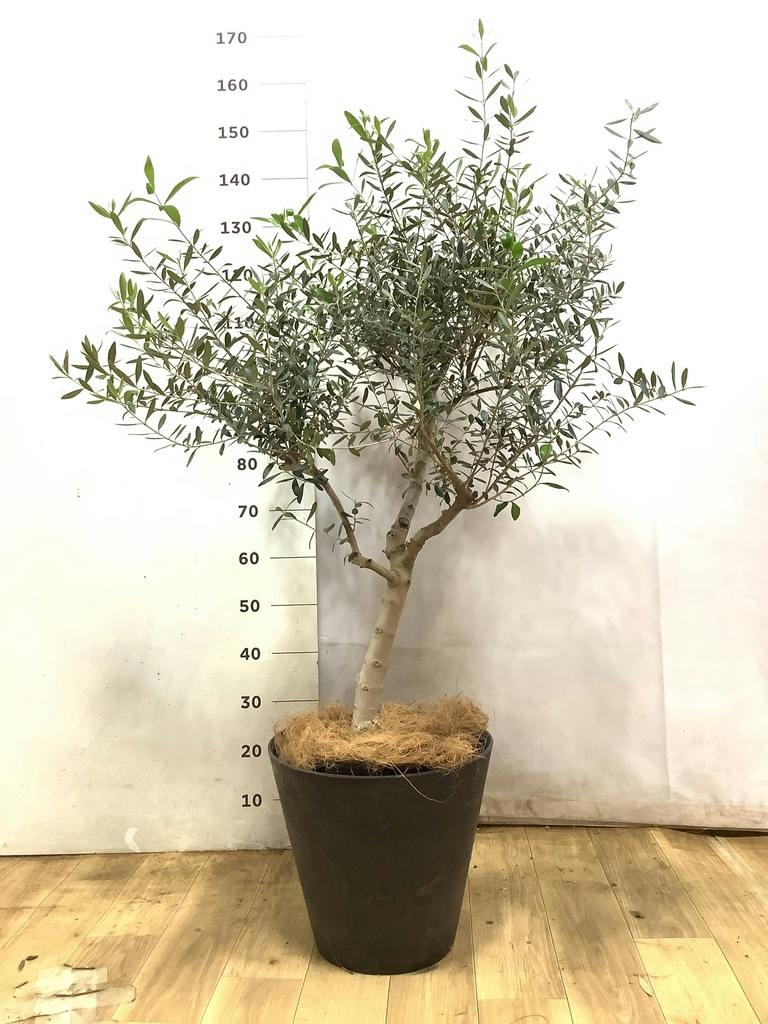 9号サイズの観葉植物 | 通販専門店 HitoHana（ひとはな）