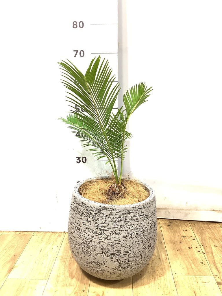 ソテツ 6号 | 観葉植物 | インテリアやギフトに - Hitohana（ひとはな）