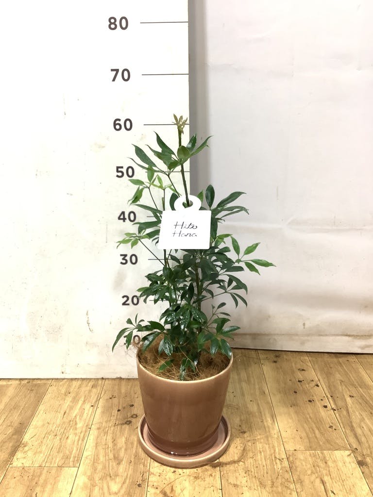 シェフレラ コンパクタ 5号 | 観葉植物通販 HitoHana（ひとはな）