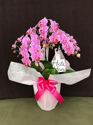 ミディ胡蝶蘭 ピンク 3本立ち 6号 | 胡蝶蘭ならHitoHana(ひとはな)