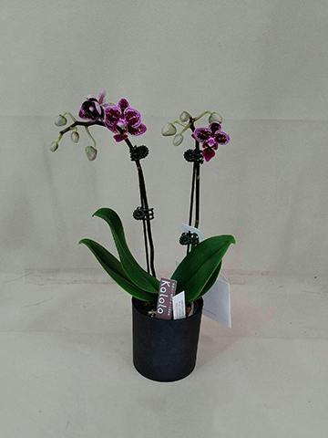 ミニ胡蝶蘭 ピンク 花笑み 2本立ち 陶器（白）鉢付き | 胡蝶蘭なら