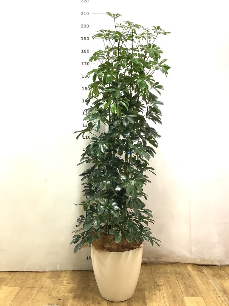 観葉植物 シェフレラ（カポック） 10号 ノーマル ブリティッシュ