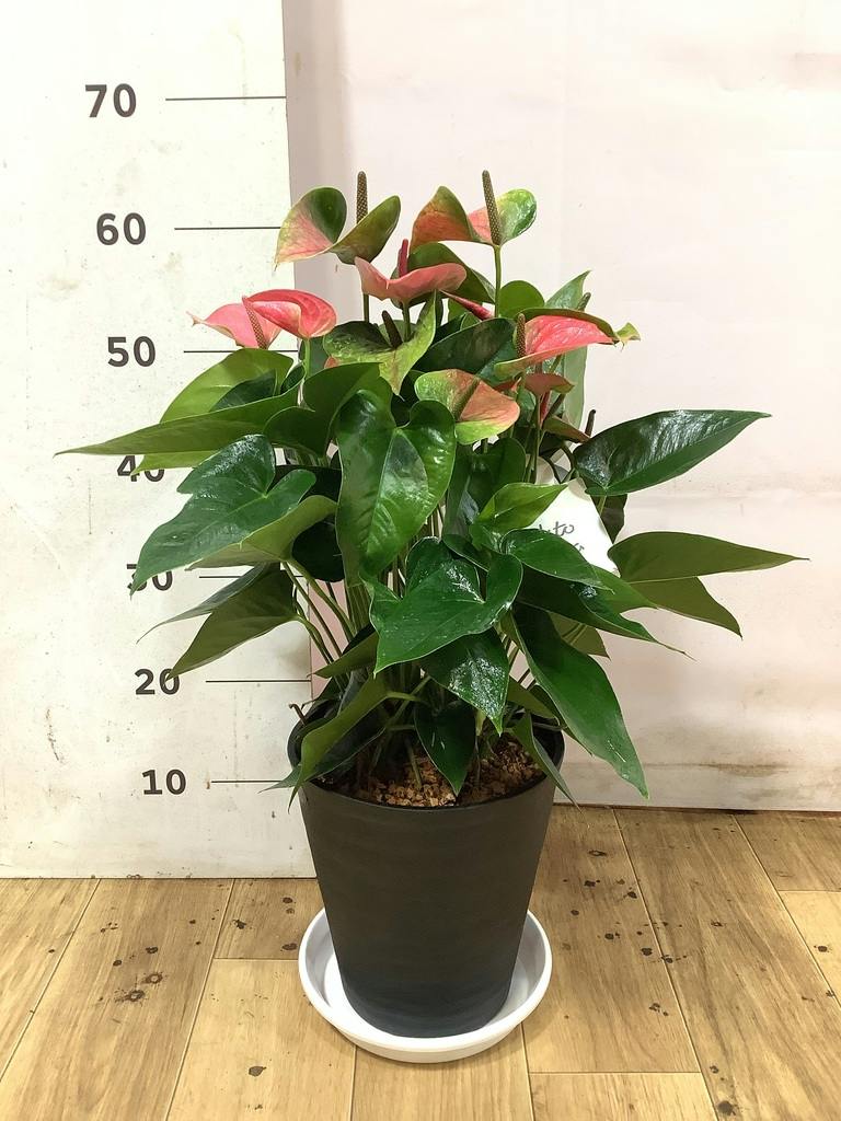 アンスリウム 7号 | 観葉植物の通販ならHitoHana（ひとはな）