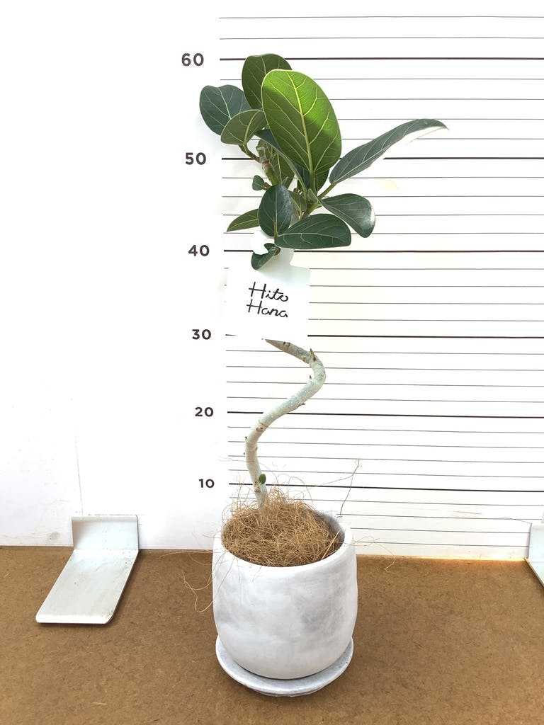 フィカス ベンガレンシス 4号 | 観葉植物通販 HitoHana（ひとはな）