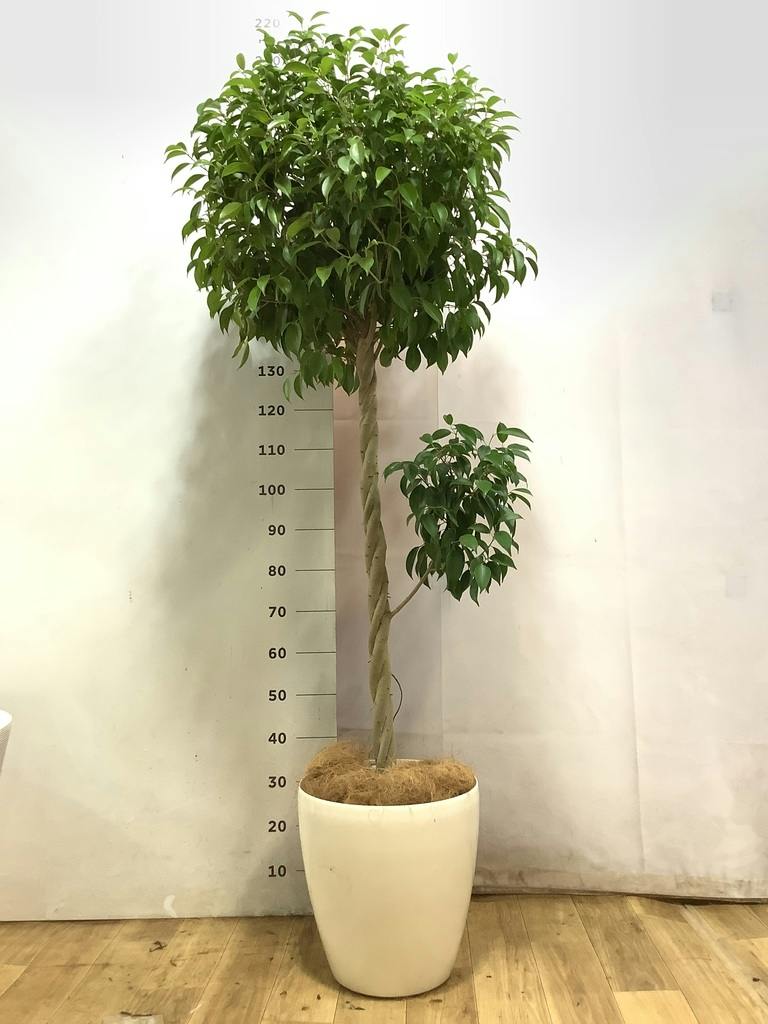 フィカス ベンジャミン 10号 | 観葉植物 | インテリアやギフトに