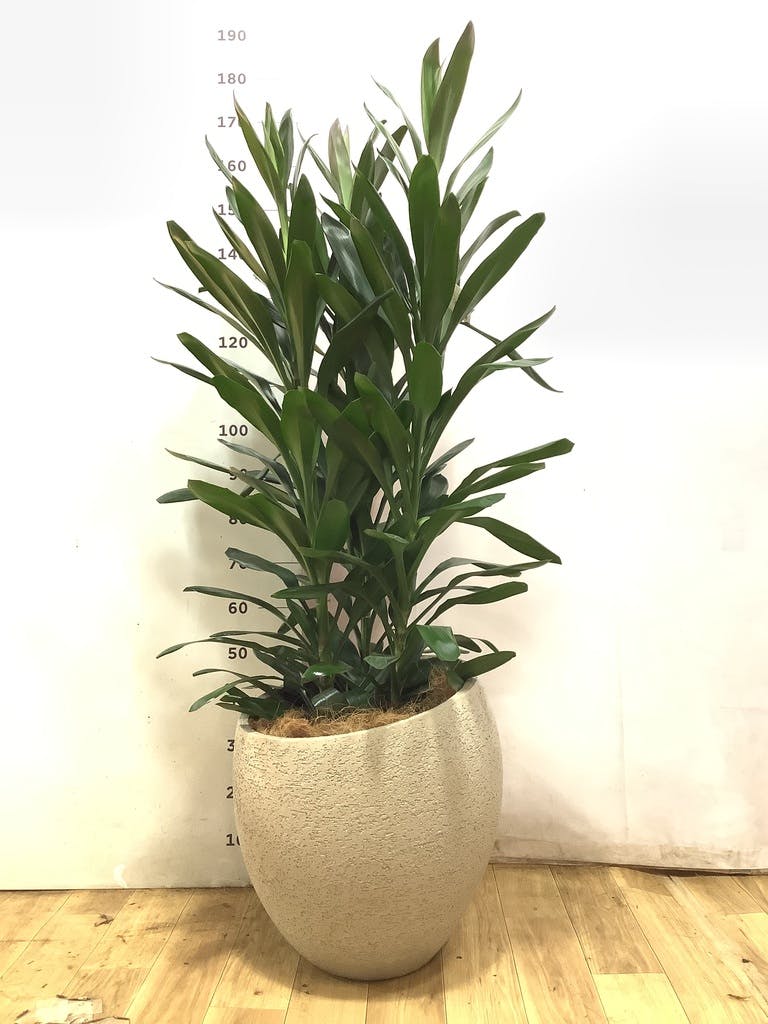 ドラセナ グローカル 10号 | 観葉植物通販HitoHana(ひとはな)