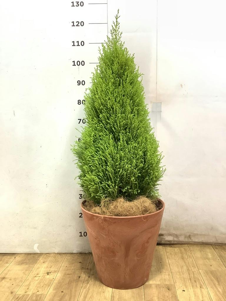 ゴールドクレスト | 観葉植物通販HitoHana(ひとはな)