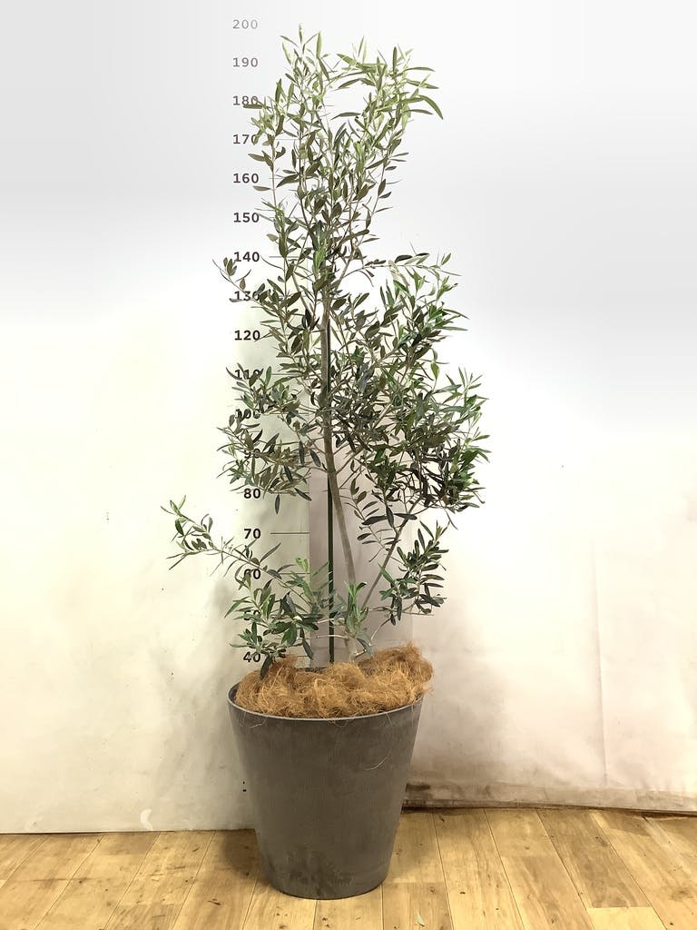 観葉植物 オリーブの木 10号 チプレッシーノ アルマ ミドル 付き