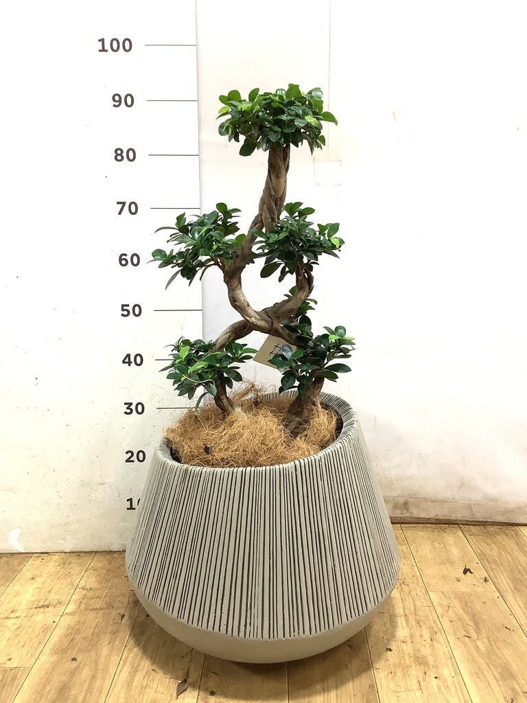 ガジュマル 8号 | 観葉植物通販HitoHana(ひとはな)