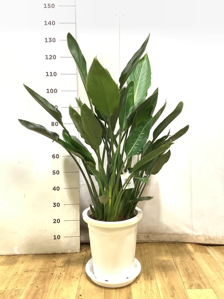 観葉植物 ストレリチア (ストレチア) レギネ 10号 プラスチック鉢