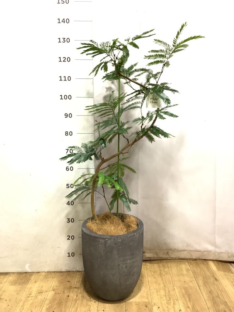 エバーフレッシュ エバーフレッシュ 155cm- フェイクグリーン専用通販サイト – フェイク