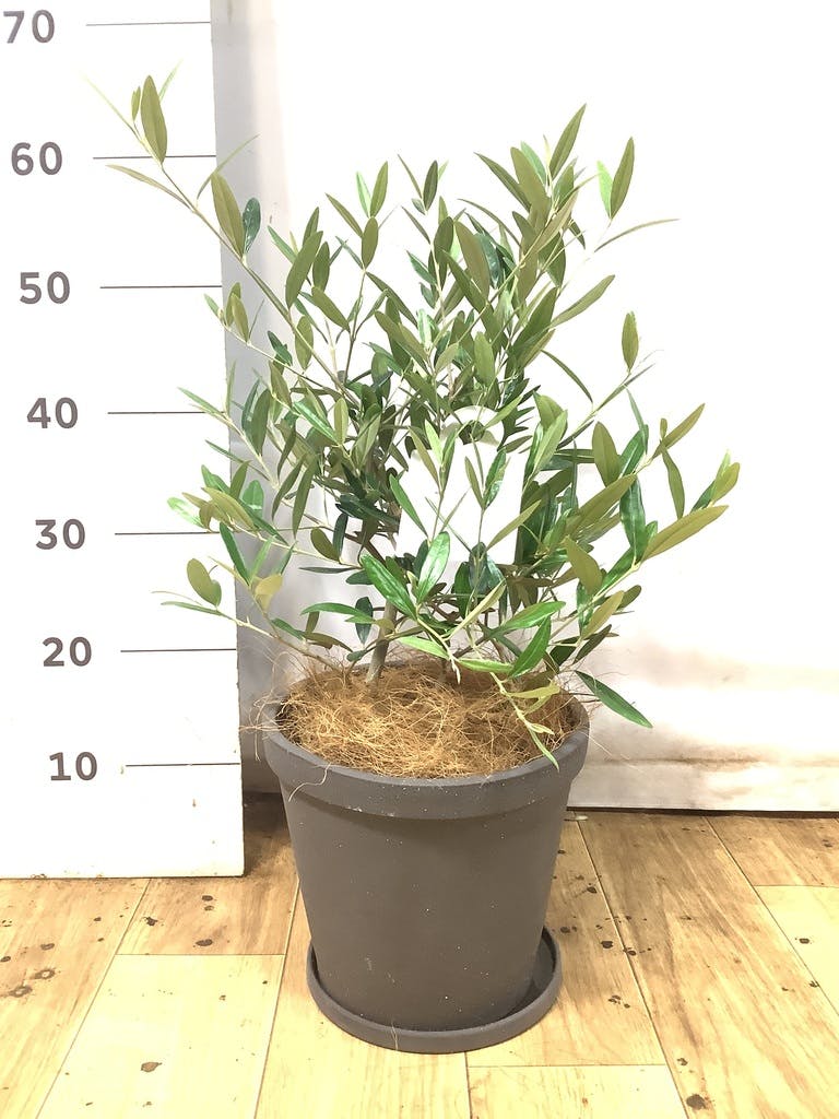 オリーブの木 5号 | 観葉植物の通販ならHitoHana（ひとはな）