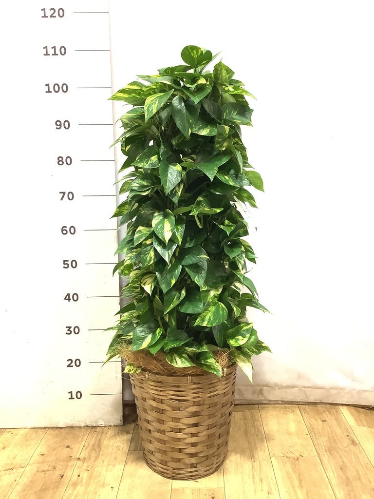 観葉植物 ポトス 8号 アビスソニア ミドル 灰 付き | 観葉植物なら