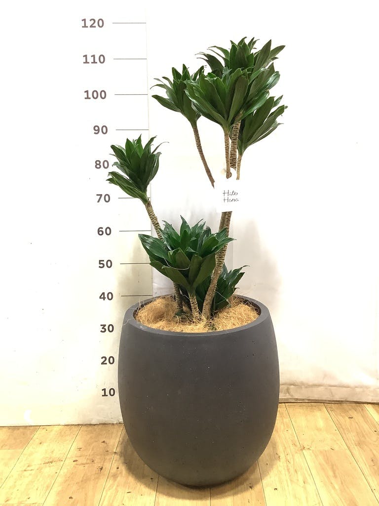観葉植物 ドラセナ コンパクター 8号 アルファ シリンダープランター