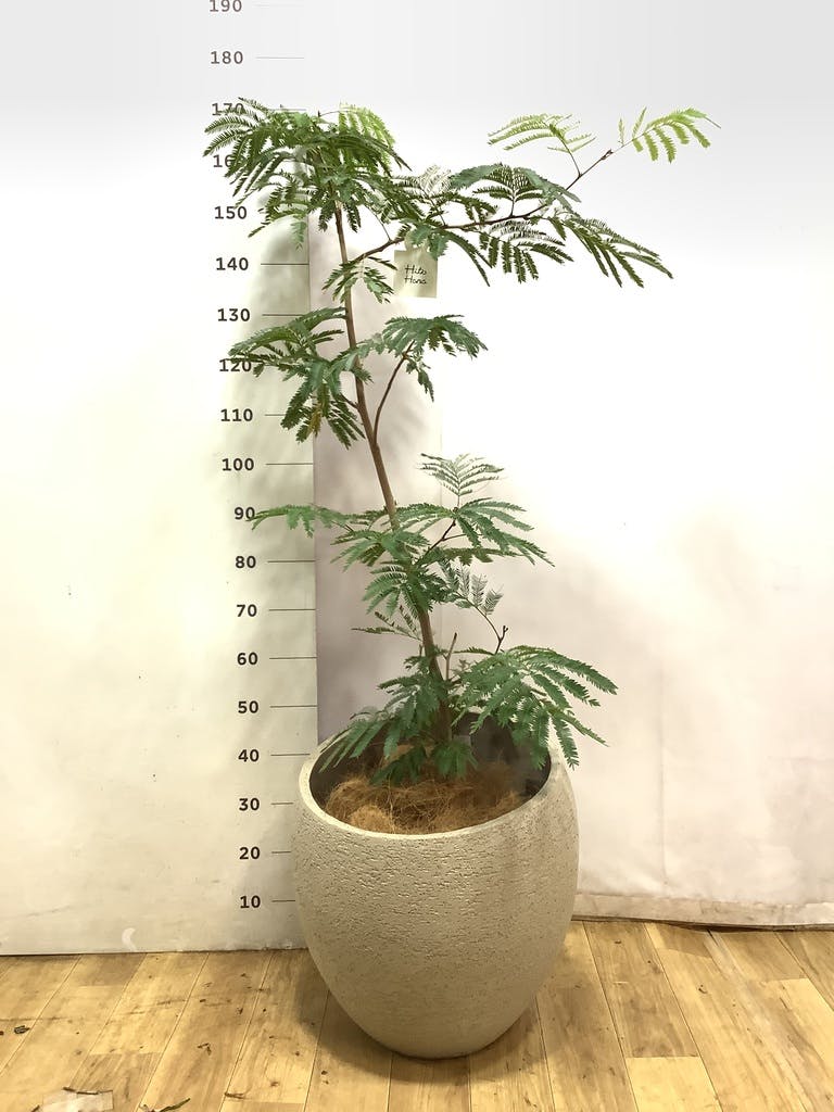 エバーフレッシュ 1点もの（現品・現物） | 観葉植物 | 送料無料でお
