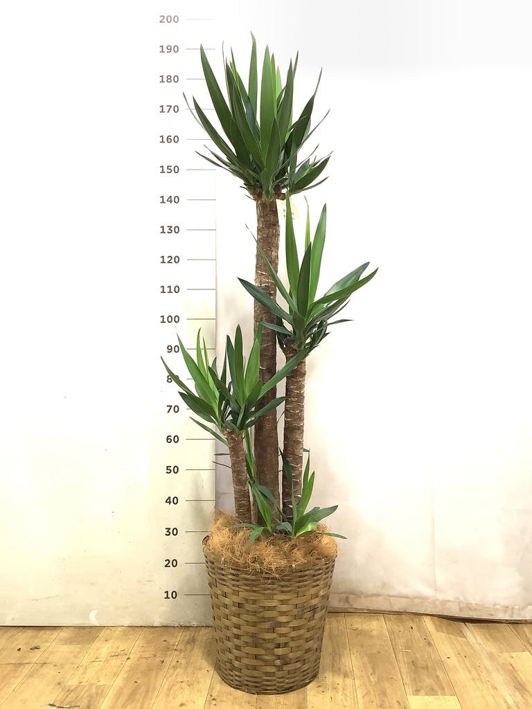 観葉植物 ユッカ 10号 ノーマル ブリティッシュキューブ 付き | 観葉