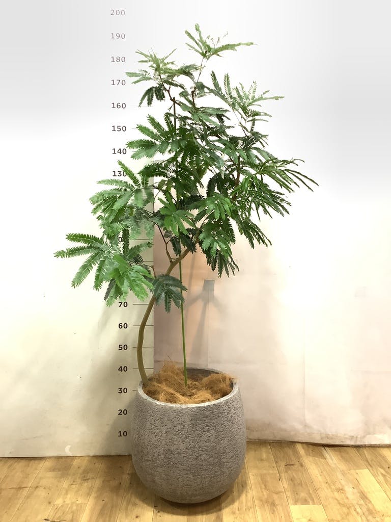 【tintirabear】曲がりエバーフレッシュ 観葉植物 グレー陶器鉢 エバーフレッシュ 10号 曲がり | HitoHana（ひとはな）