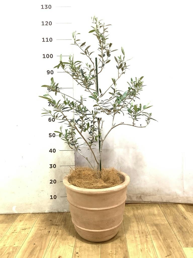オリーブの木 マンザニロ | 観葉植物 | 送料無料でお届け - Hitohana