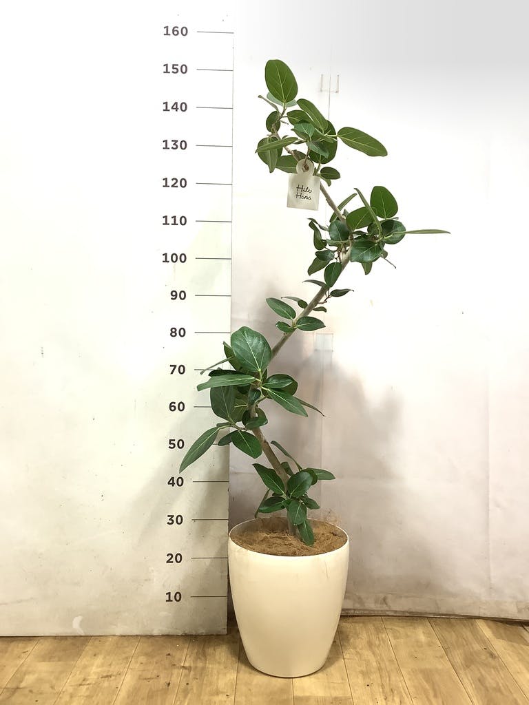 観葉植物 フィカス ベンガレンシス 8号 曲り ライム ドゥオ ユーポット