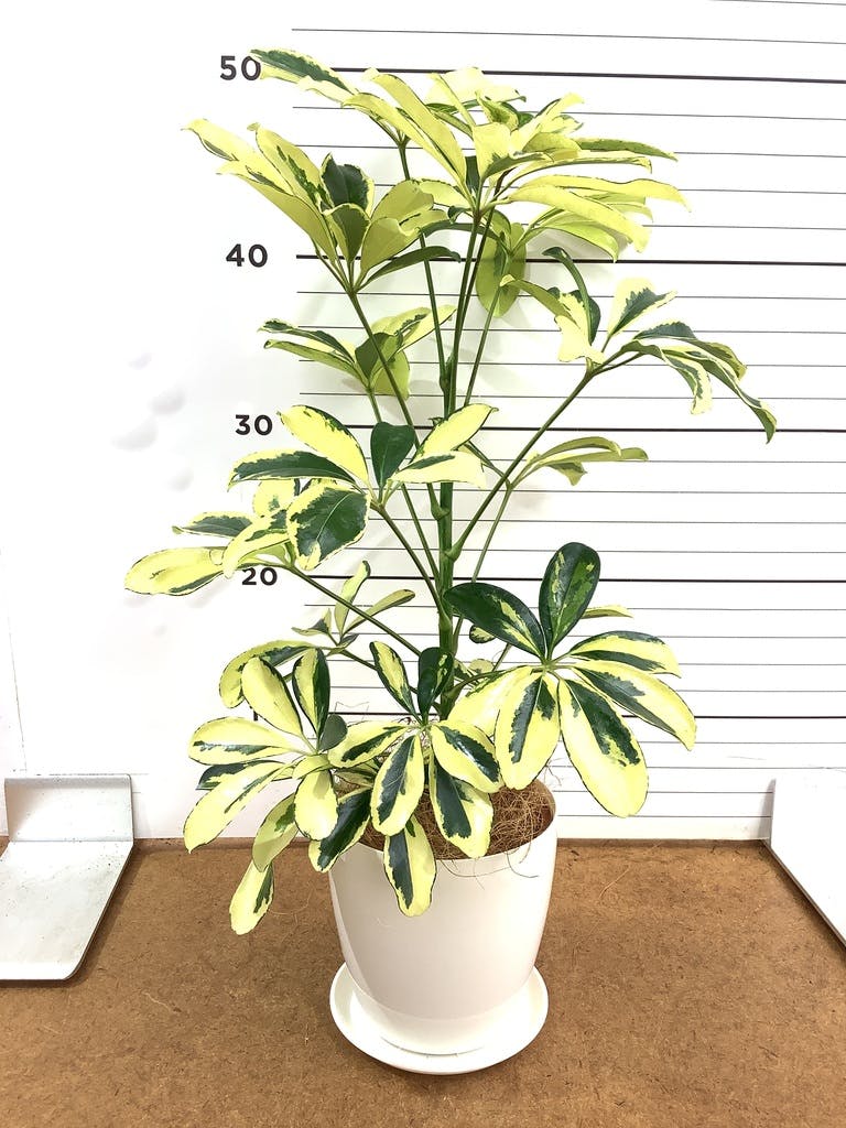 観葉植物 シェフレラ（カポック） 4号 斑入り インナ 15 W 付き | 観葉