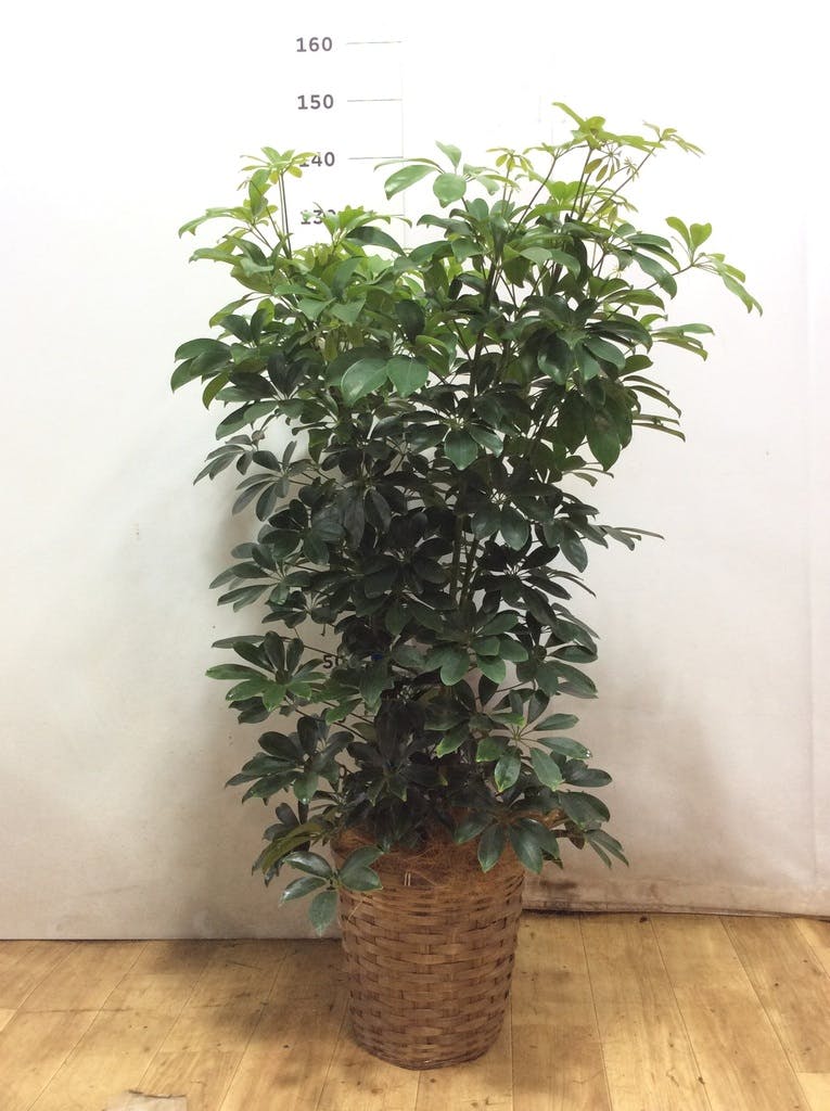 観葉植物 シェフレラ（カポック） 8号 ノーマル バスク ミドル