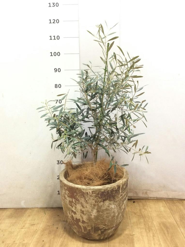 観葉植物 オリーブ 8号 デルモロッコ プラスチック鉢 / 小倉園 | 観葉