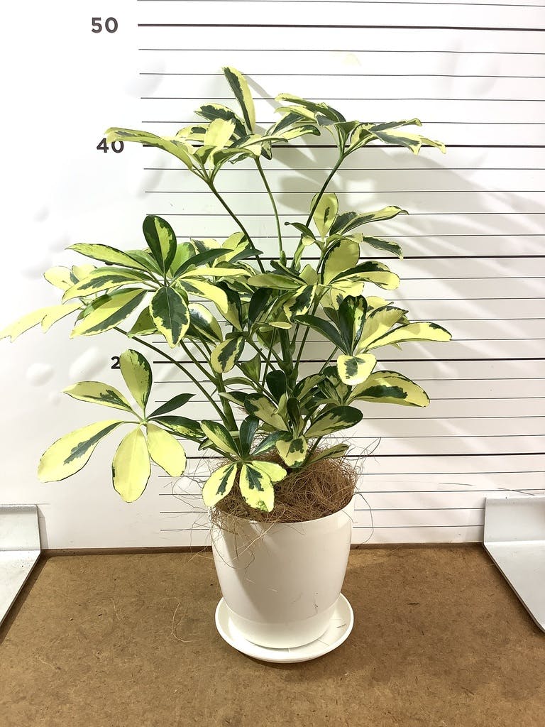 観葉植物 シェフレラ（カポック） 4号 斑入り ハピ 白 L 付き | 観葉