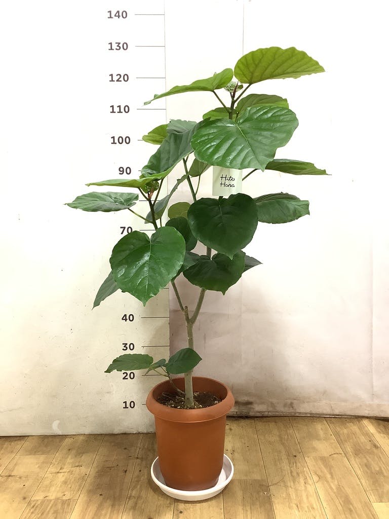 観葉植物 フィカス ウンベラータ 8号 ノーマル プラスチック鉢 | 観葉