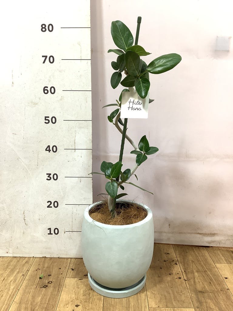 フィカス ベンガレンシス 5号 | 観葉植物通販 HitoHana（ひとはな）