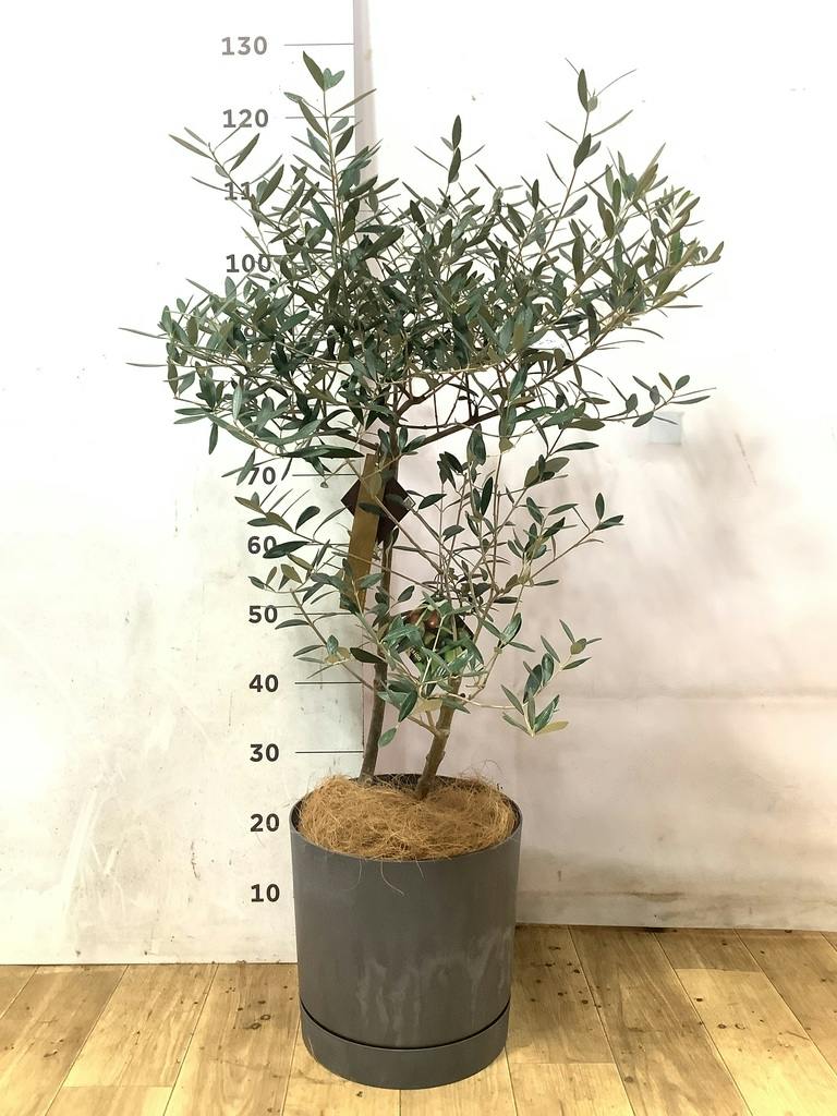 観葉植物 オリーブ 7号 創樹 オリーミー プラスチック鉢 | 観葉植物