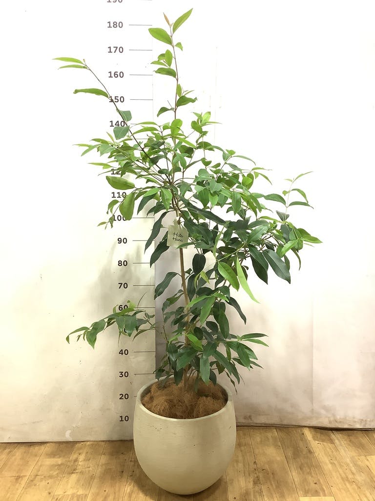 アマゾンオリーブ (ムラサキフトモモ) | 観葉植物通販HitoHana(ひとはな)