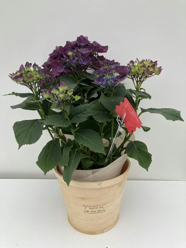 母の日】あじさい 鉢植えのお花 ディープパープル ウッドポット
