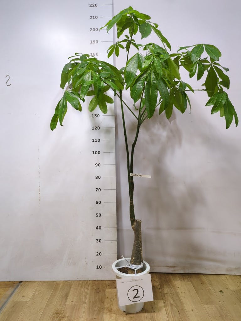 観葉植物 パキラ 8号 パラソル プラスチック鉢 | 観葉植物ならHitoHana