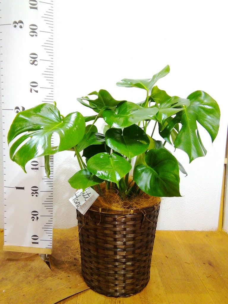 観葉植物 モンステラ 8号 ボサ造り 竹バスケット 付き | 観葉植物なら