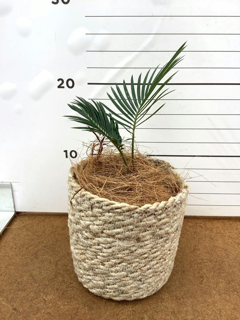 観葉植物 ソテツ 3号 実生 ラーケルシリンダー 11 ゴールド 付き