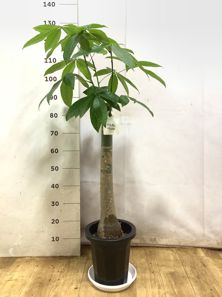 観葉植物 パキラ 8号 朴 リブバスケットNatural 付き | 観葉植物なら