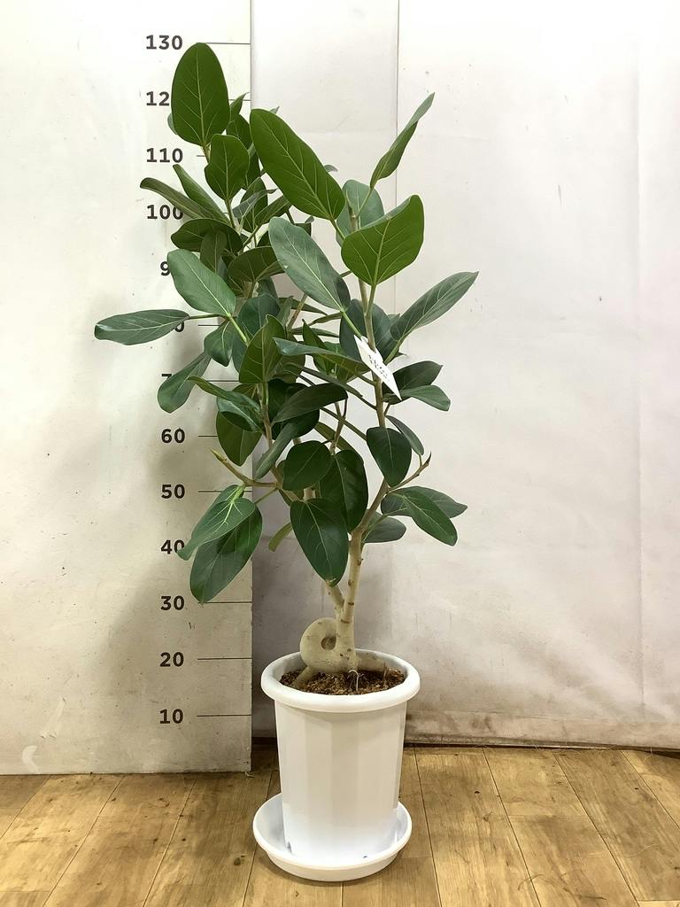 観葉植物 フィカス ベンガレンシス 8号 ストレート プラスチック鉢
