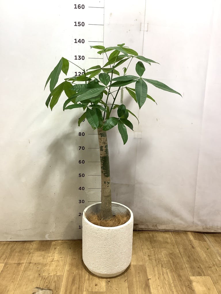 観葉植物 パキラ 8号 朴 リブバスケットNatural 付き | 観葉植物なら