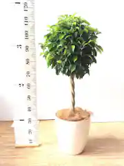 観葉植物 フィカス ベンジャミン 8号 玉造りラスターポット 付き  