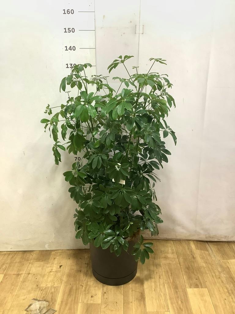 観葉植物 シェフレラ（カポック） 8号 ノーマル プロスパー トゥーボ