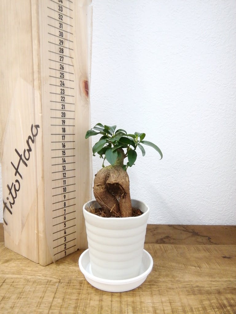 観葉植物 ガジュマル 3号 プラスチック鉢 | 観葉植物ならHitoHana(ひと