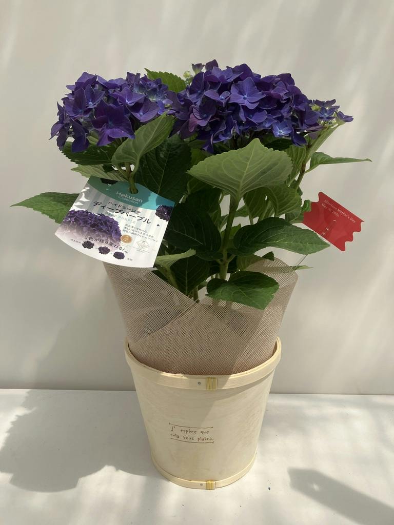 母の日】あじさい 鉢植えのお花 ディープパープル ウッドポット