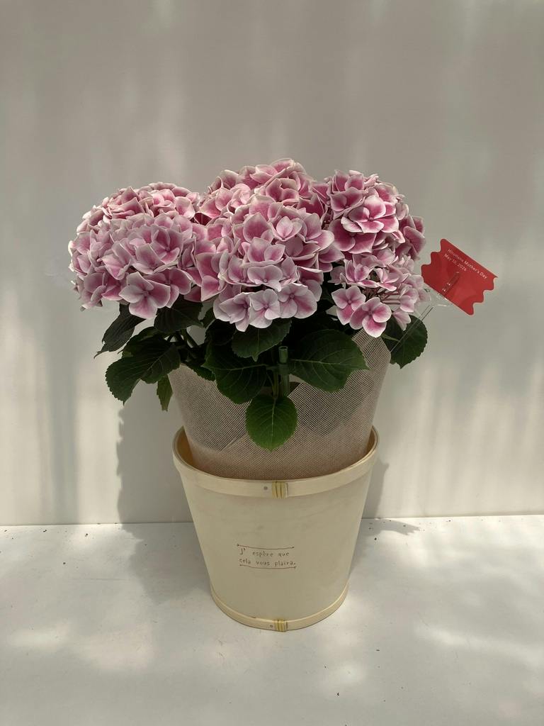 母の日】あじさい 鉢植えのお花 ホットチボリ ピンク ウッドポット
