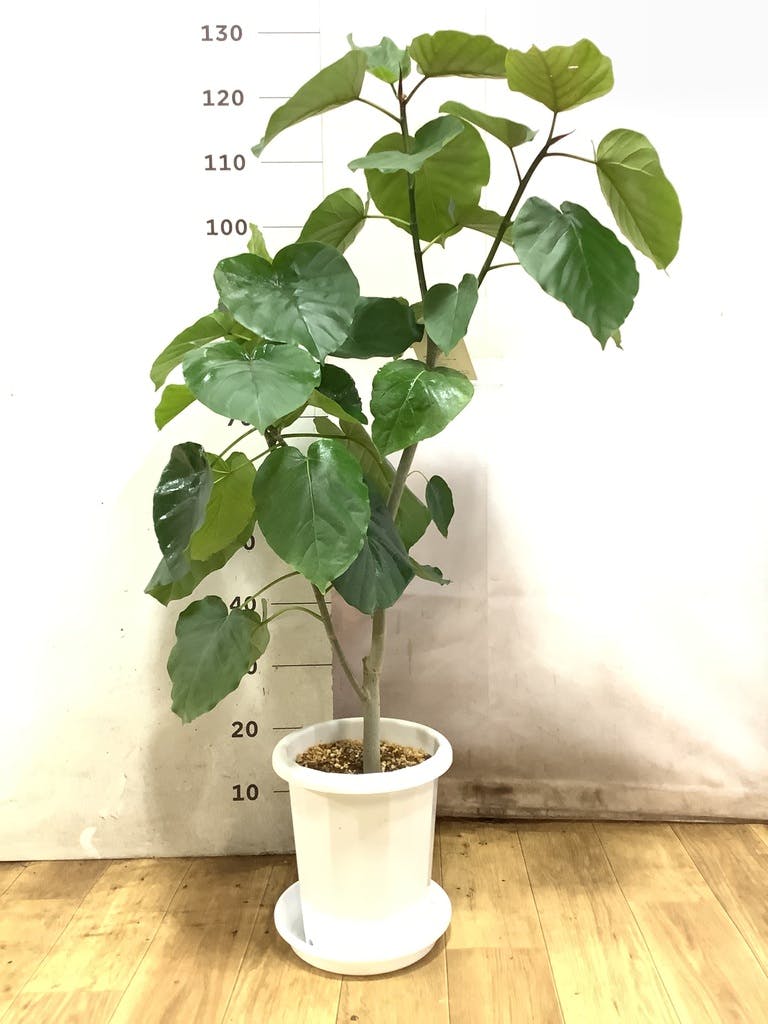 観葉植物 フィカス ウンベラータ 8号 ノーマル プラスチック鉢 | 観葉