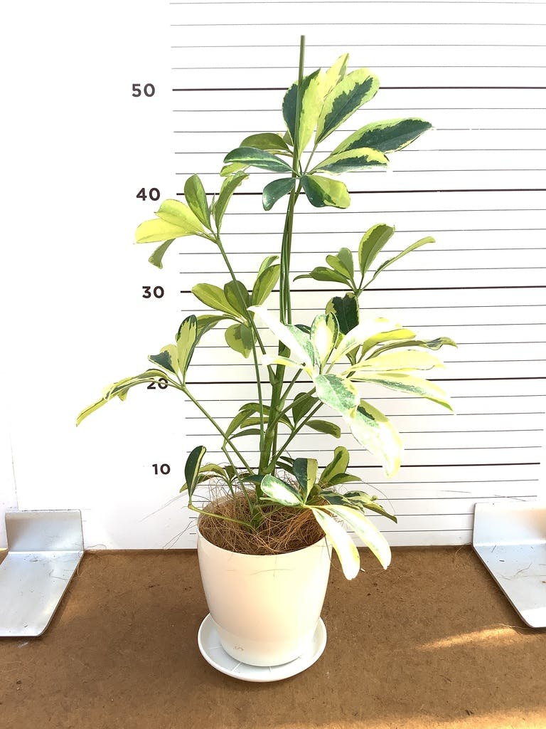 観葉植物 シェフレラ（カポック） 4号 斑入り ルーツ 15 K ブラック